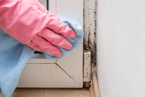 Why You Should Choose Our Mold Remediation Services in Mars, PA